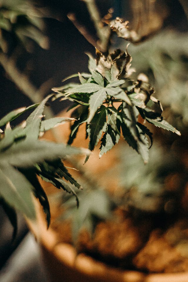 Tourisme du Cannabis: Une Exploration des Destinations Accueillantes